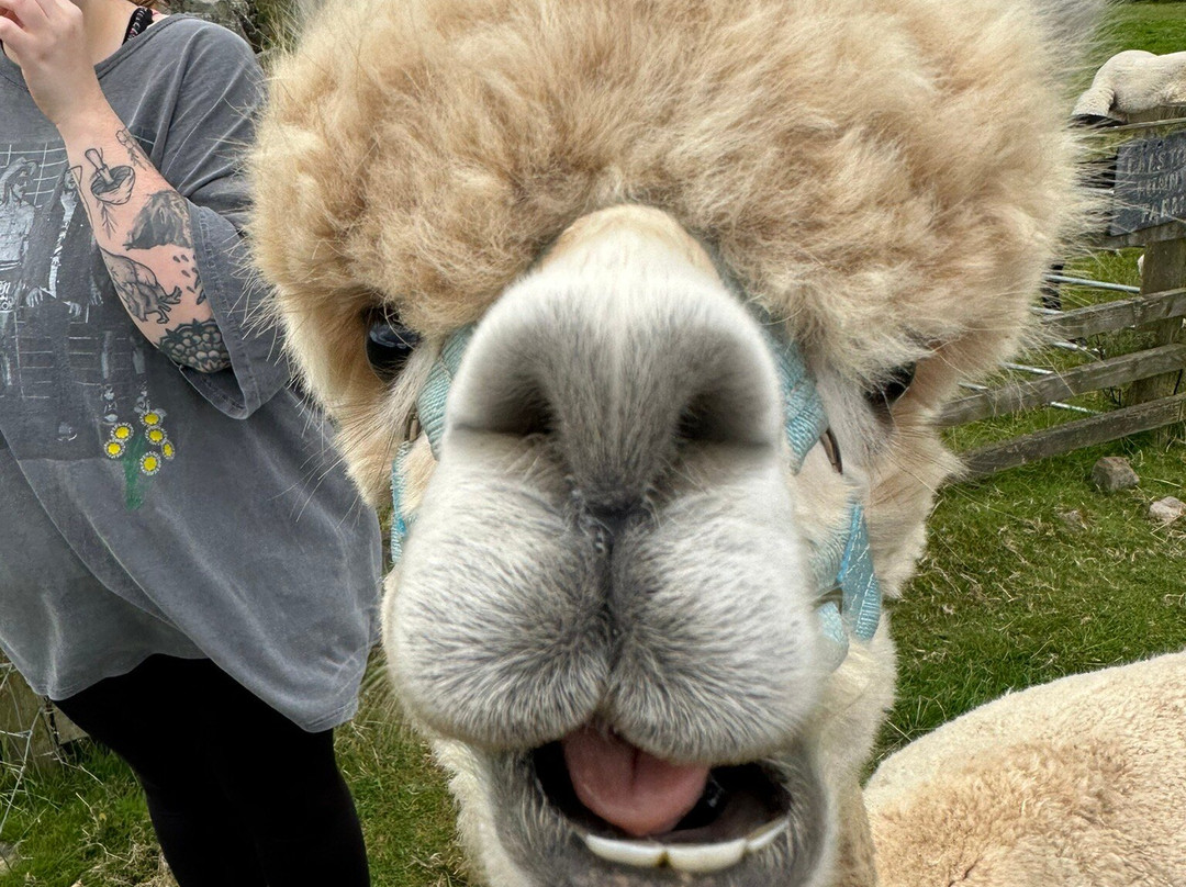 Ferny Rigg Alpacas-赫克瑟姆必去景点