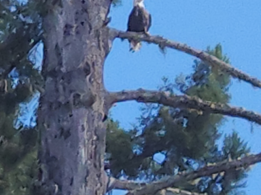 Klamath River Jet Boat Tours-克拉马斯必去景点