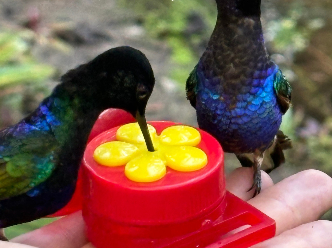 Birding Mindo Tours-明多必去景点