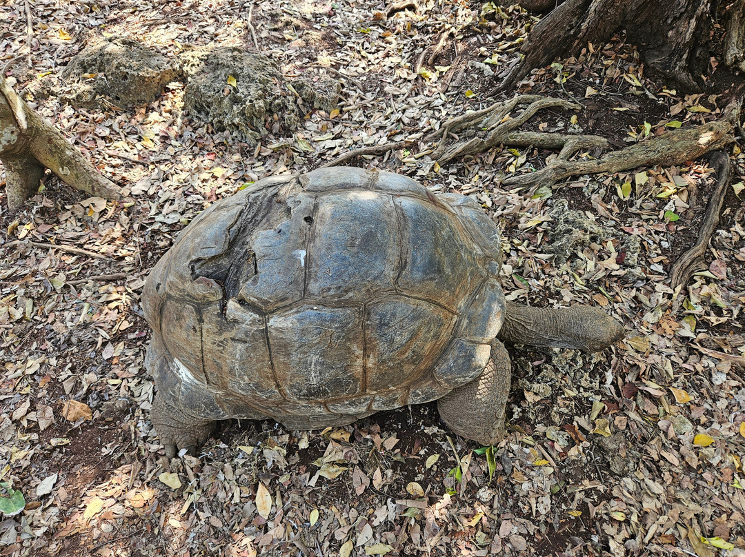 King Zanzibar Tours and Safari-Bububu必去景点