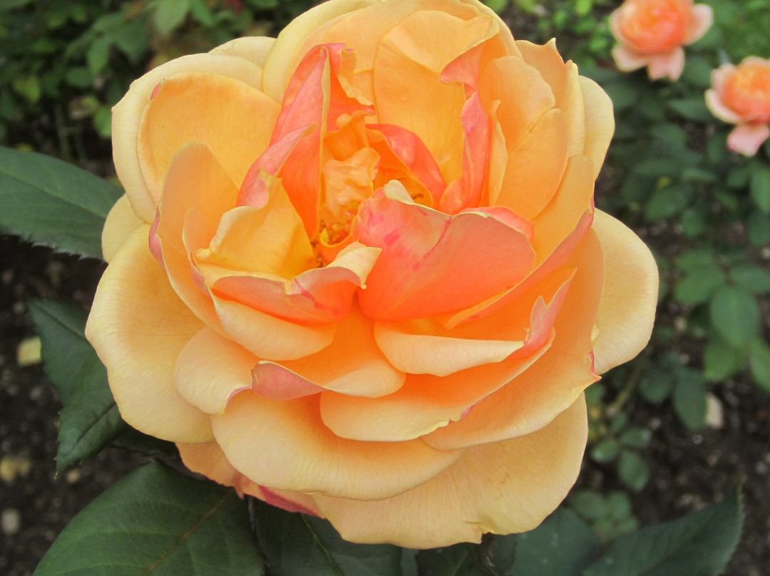 Fuller Gardens-North Hampton必去景点