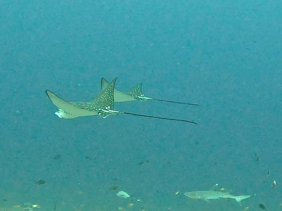 Ocean Dive Centre At Rangali景点图片