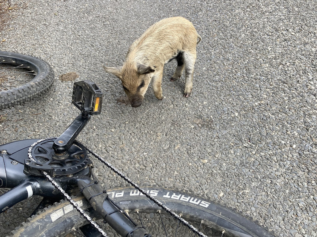 Cyclexperience (purbeck, Dorset)-Corfe Castle必去景点