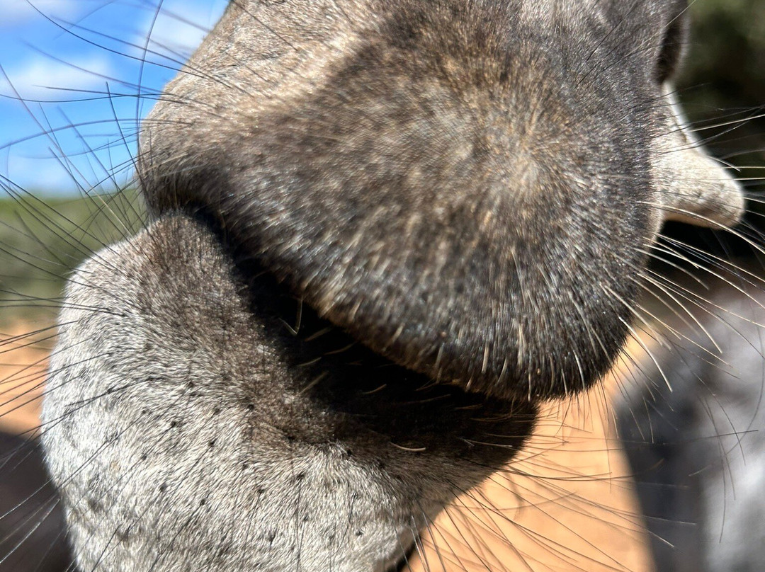 Menorca Donkey Rescue-阿拉约尔必去景点