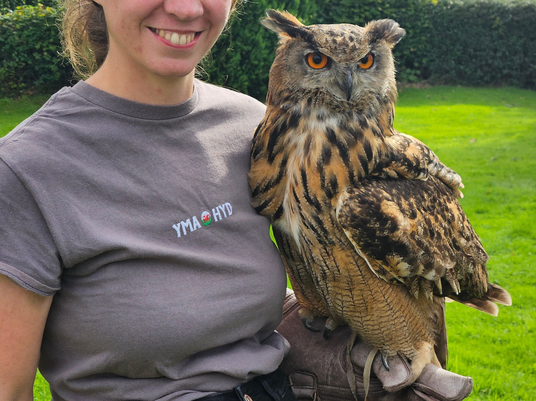 Falconry Experience Wales景点图片