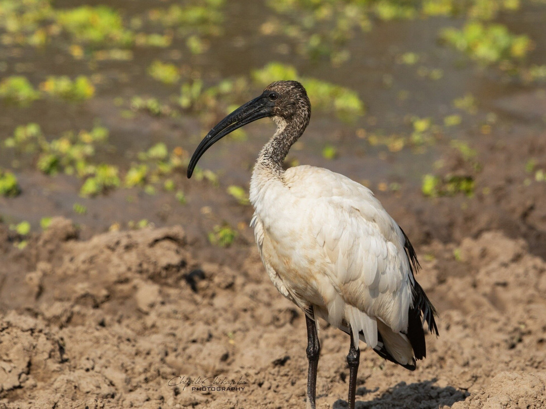 South Luangwa National Park景点图片