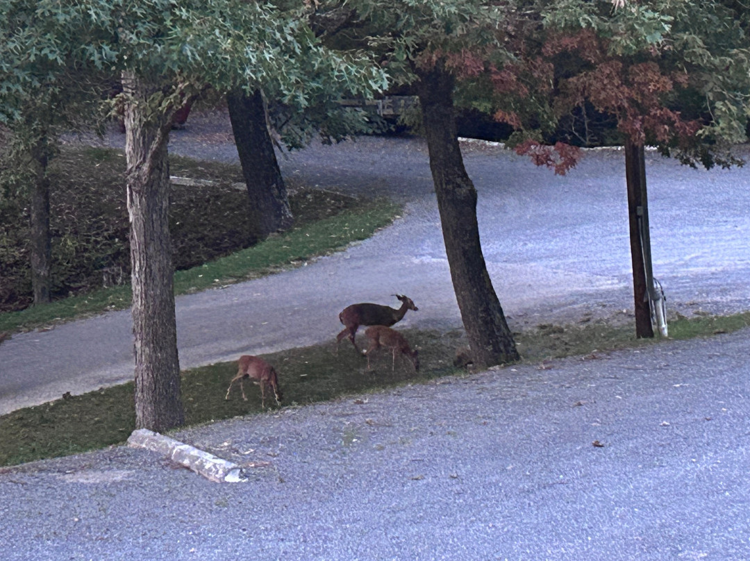 Koolwink Motel主图