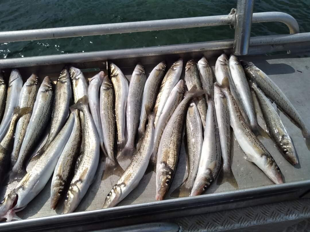 Emu Bay Fishing Charters景点图片