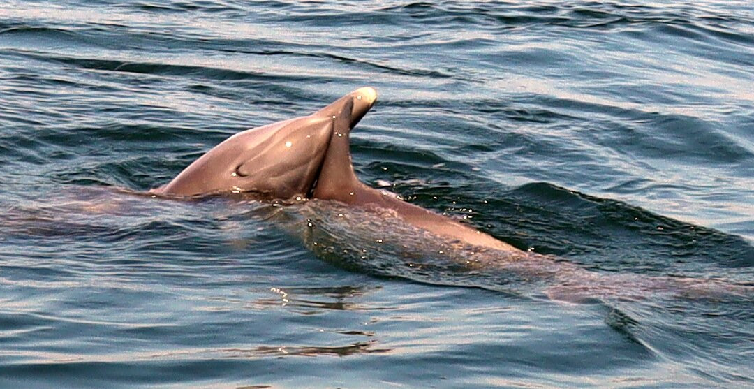 Coastal Life Charters & Adventures-纳瓦拉必去景点