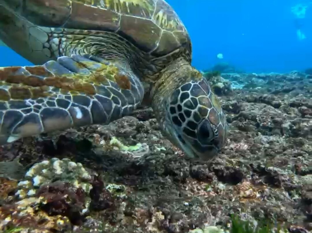 Blue Lagoon Snorkeling Ceningan-努沙切宁安岛必去景点