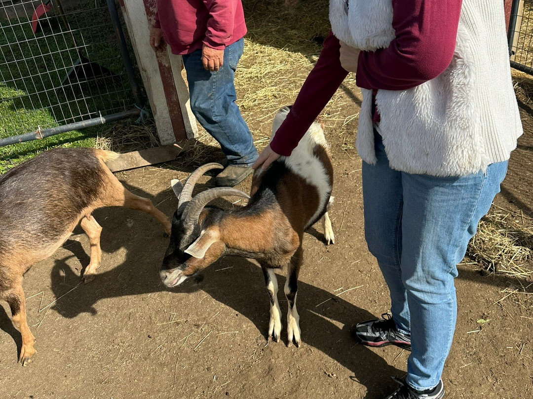 North Meadow Farm-曼彻斯特必去景点