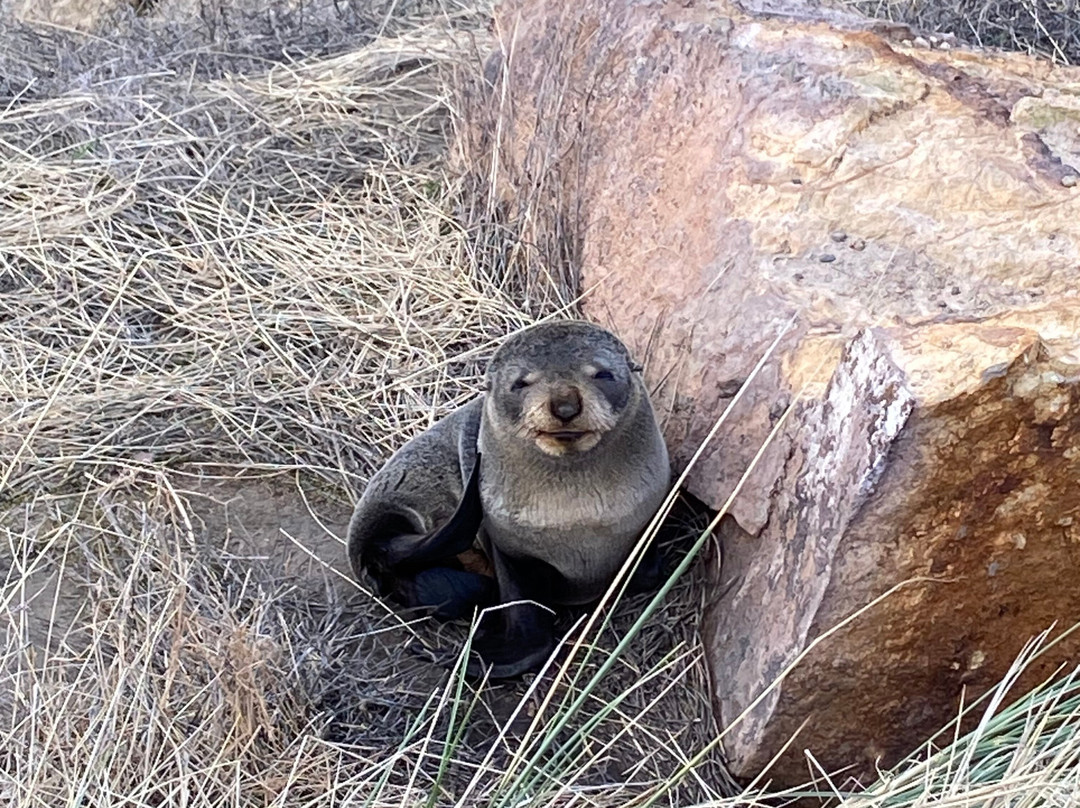 Awesome旅游服务-但尼丁必去景点
