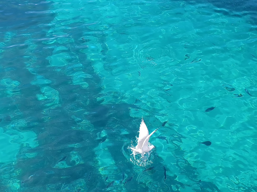 Utopia Ibiza Boat Hire-圣安东尼德波特曼尼必去景点