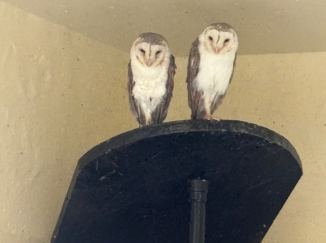 Kula Wild Adventure Park-辛加东卡必去景点