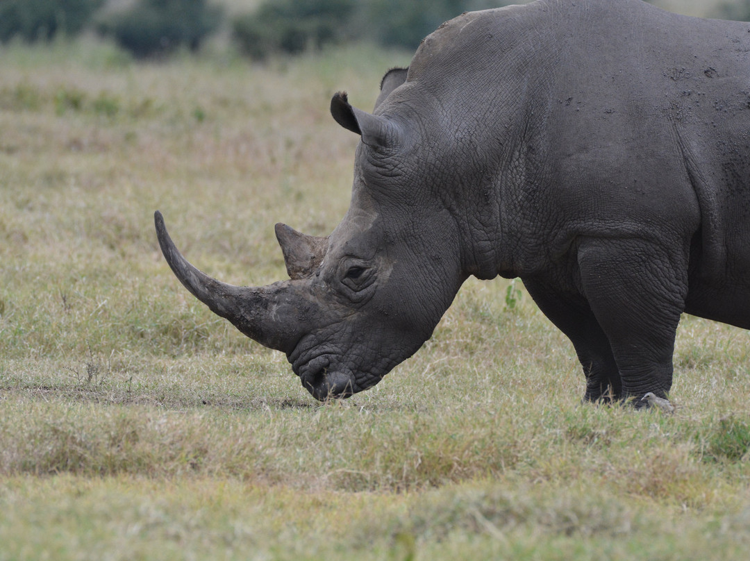 Solio Ranch-涅里必去景点