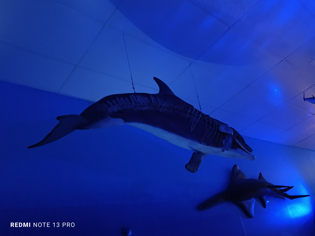 Almirante Paulo Moreira Oceanographic Museum景点图片
