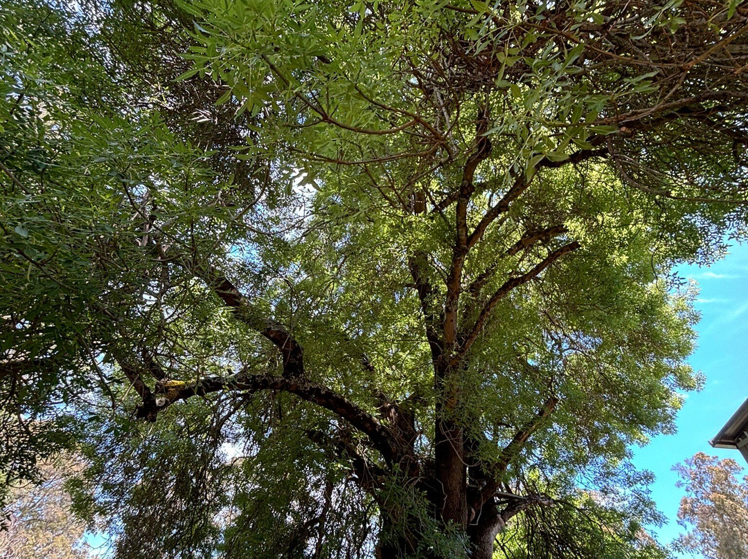 Chestnut Brae Farm景点图片