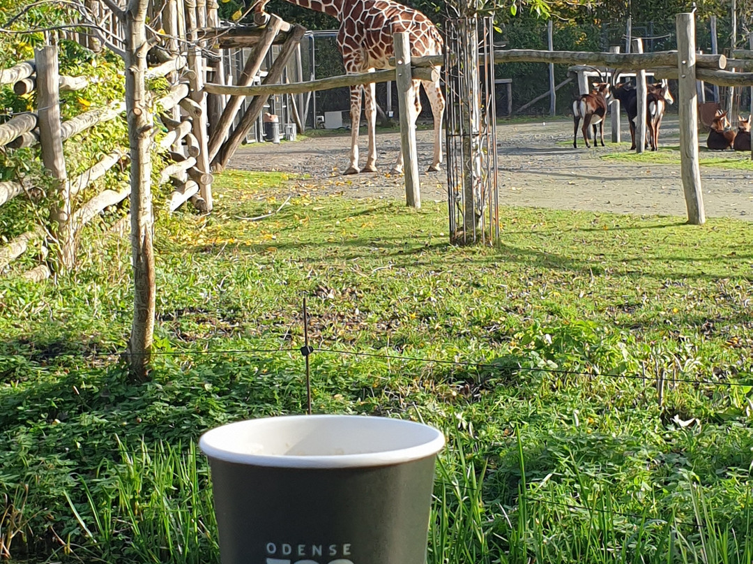 Odense Zoo-欧登塞必去景点