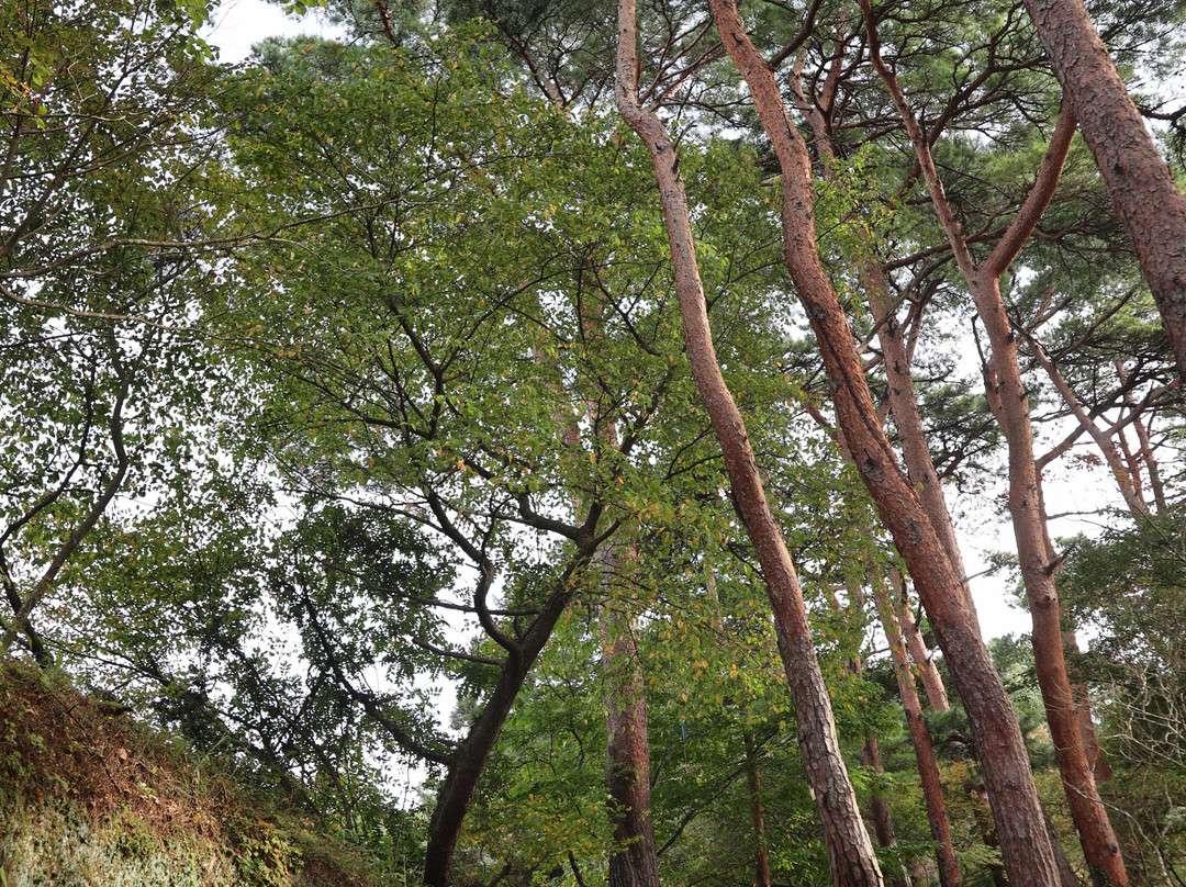 Odakamori Observatory-东松岛市必去景点