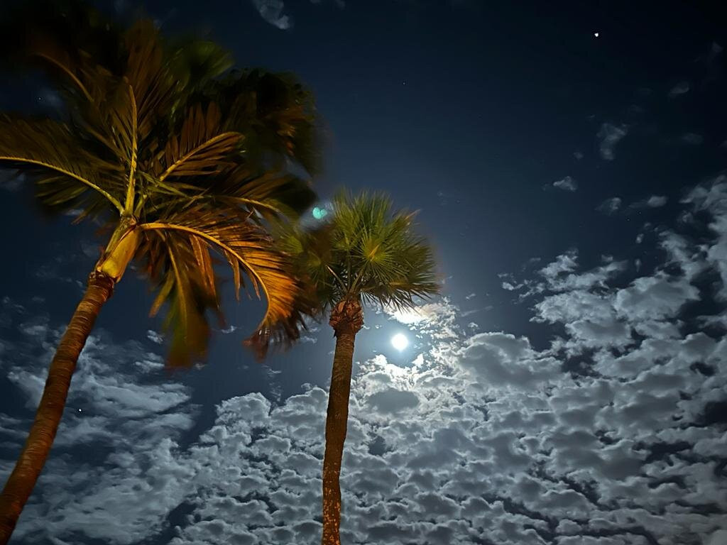 Royal Flamingo主图