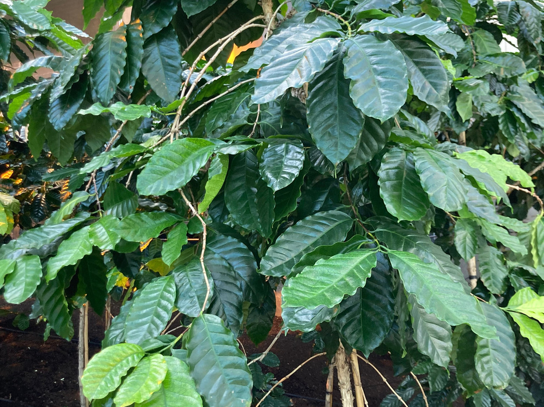 Centro De Ciência Do Café景点图片