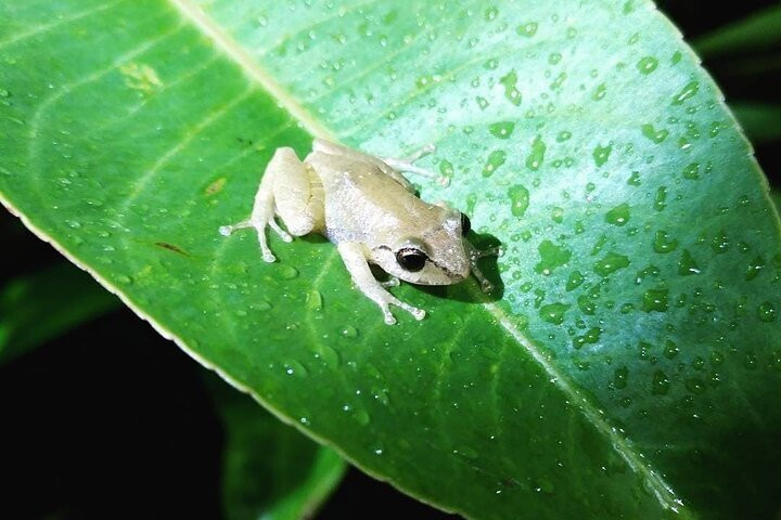 Nature Tours Costa Rica-哥斯达黎加安东尼奥国家公园必去景点