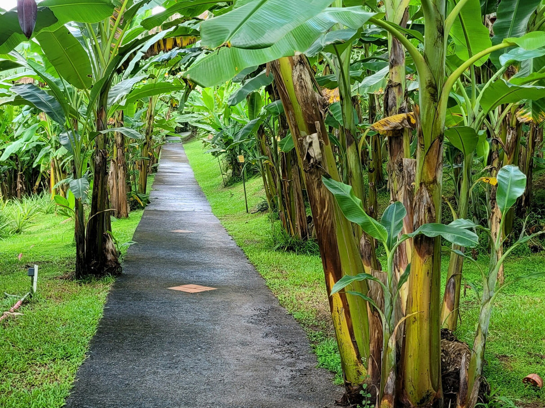 Banana Museum (Le Musee de la Banane)-马提尼克必去景点