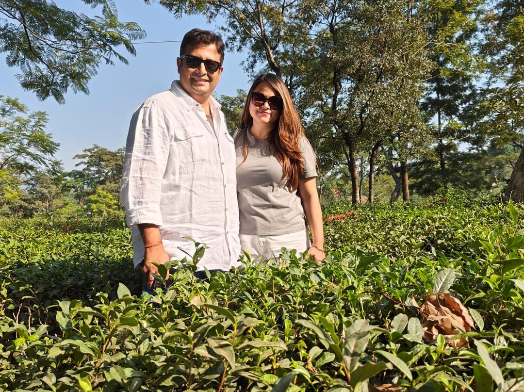 Palampur Tea Gardens景点图片