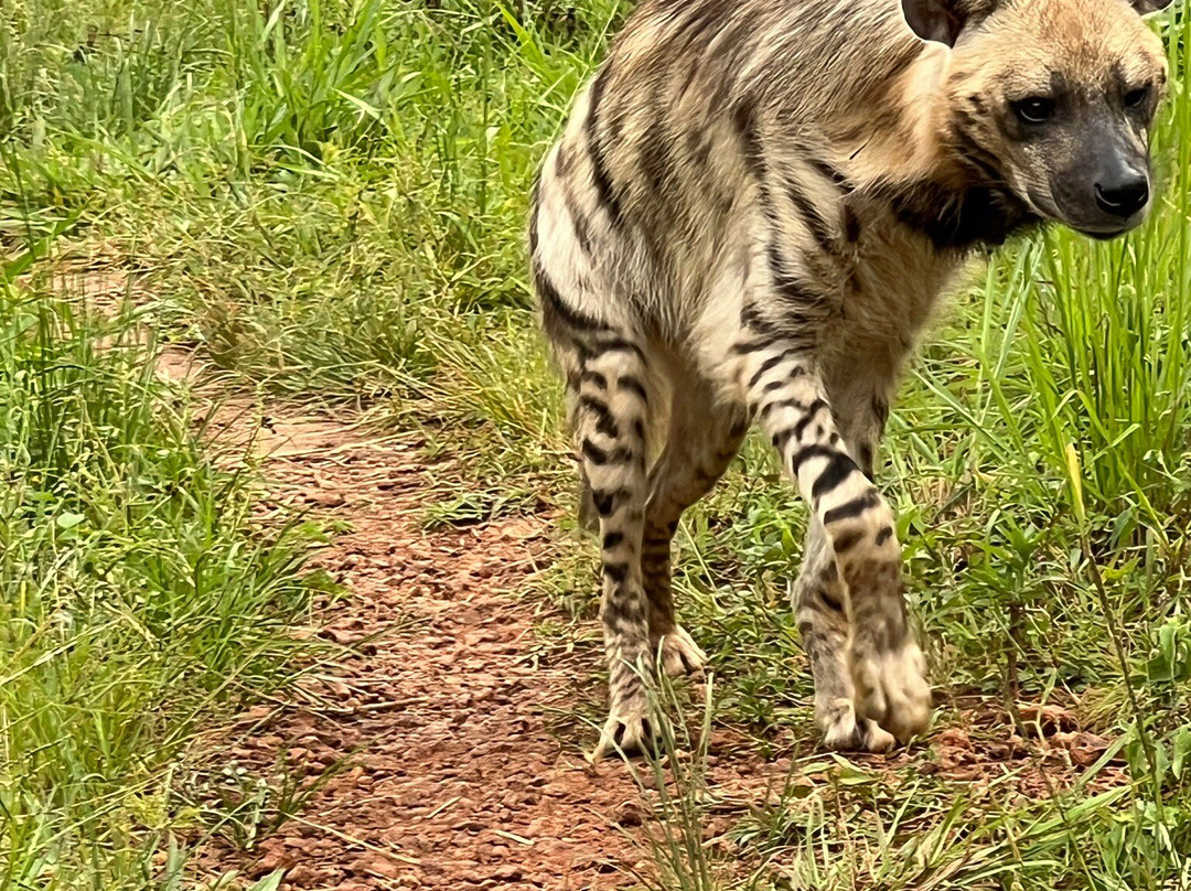 Private Zoo in Uganda-Mpigi必去景点