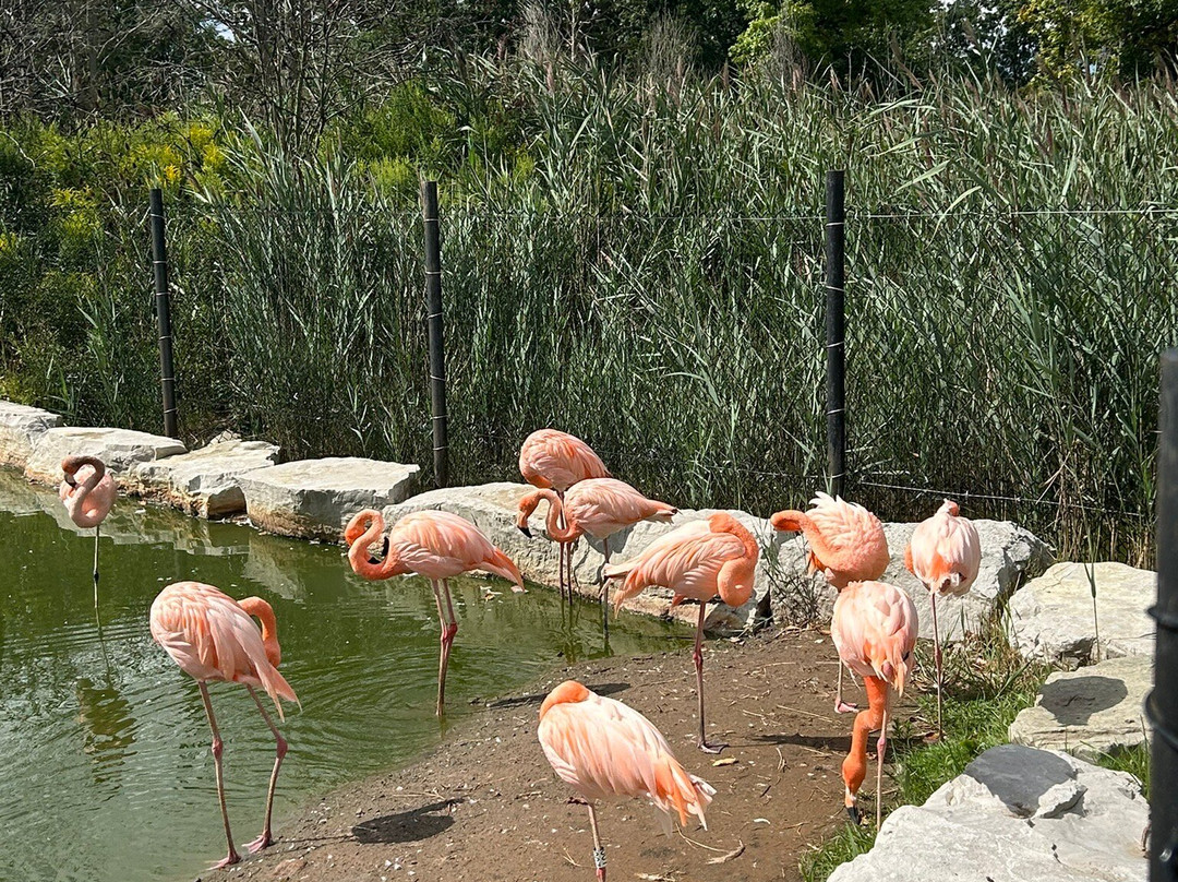 Safari Niagara-Stevensville必去景点