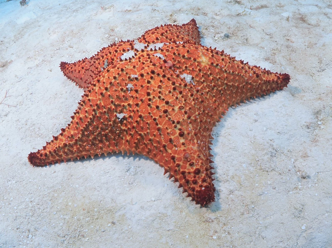 Anda Di Wata Dive School景点图片