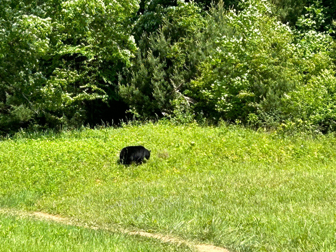 Davy Crockett Riding Stables-汤森必去景点