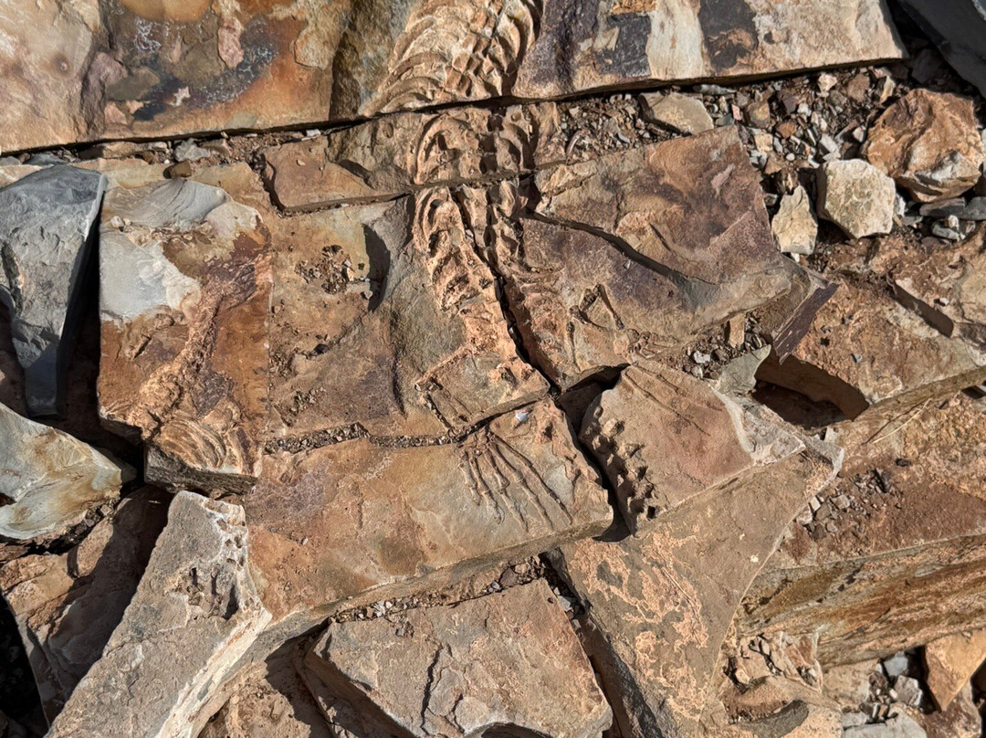 Mesosaurus Fossil Site-Keetmanshoop必去景点