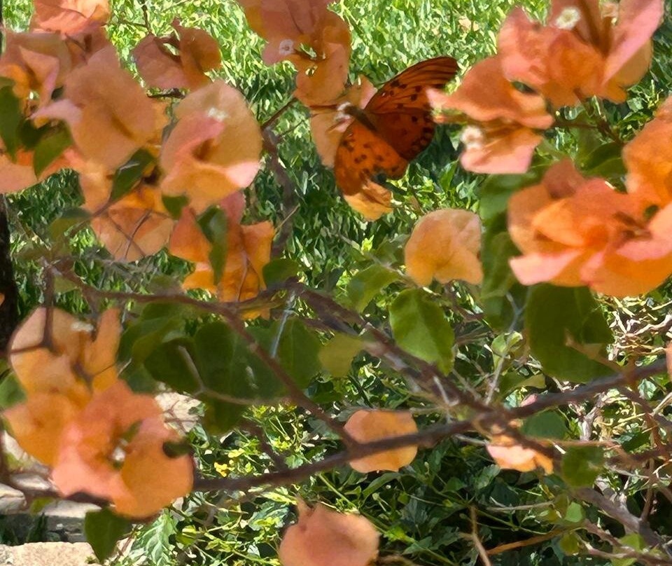 Vinicola Floresta São Pedro-Espirito Santo Do Pinhal必去景点