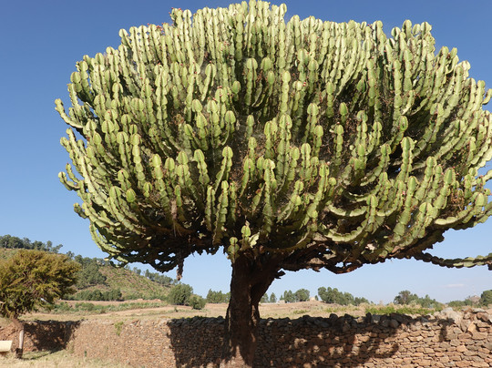 Moges Ethiopia Tours-亚的斯亚贝巴必去景点