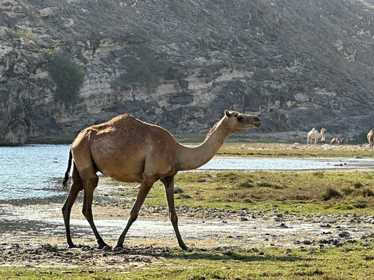 Your Salalah Tour-塞拉莱必去景点