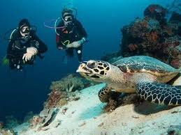 Snorkeling Diving Menjangan景点图片
