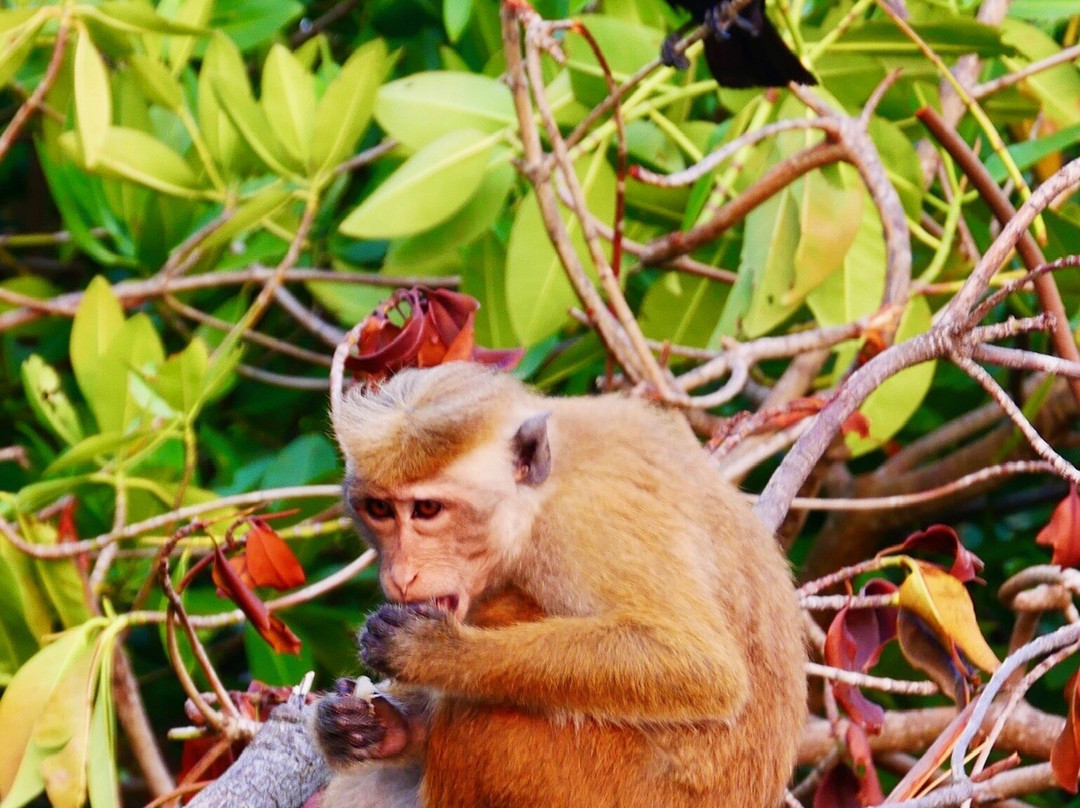 Negombo Lagoon-尼甘布必去景点