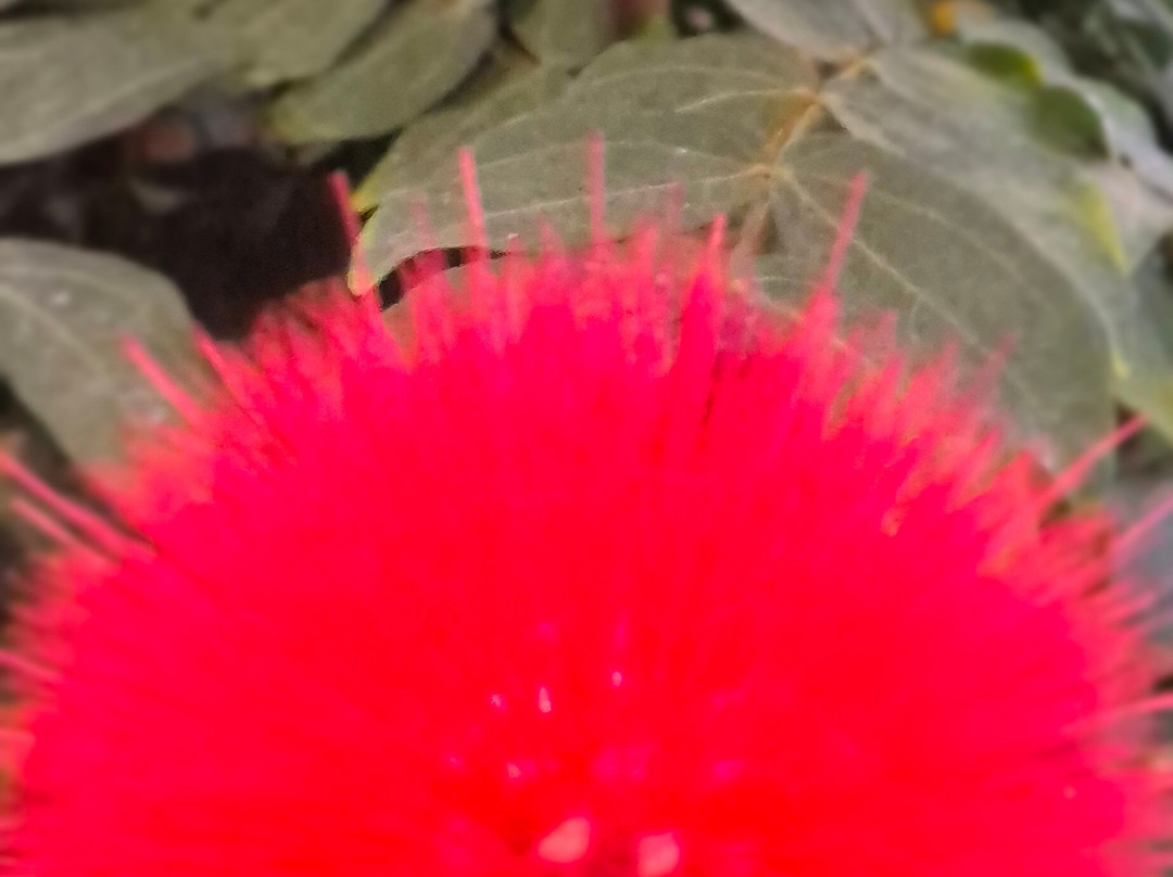 Mariposario del Drago景点图片