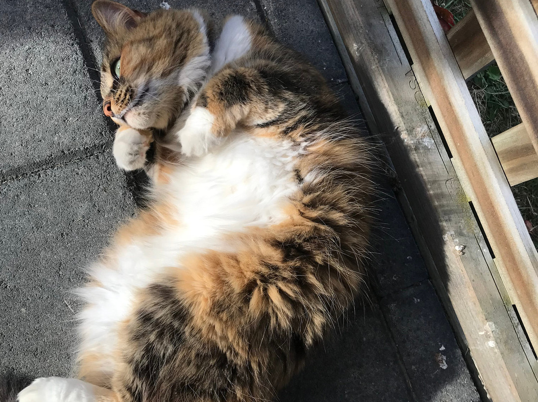 Central Park Motor Inn主图