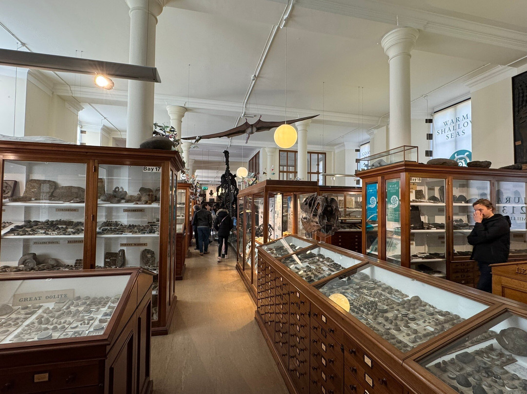 Sedgwick Museum of Earth Sciences-剑桥必去景点
