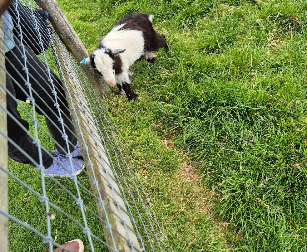Small Breeds Farm Park景点图片