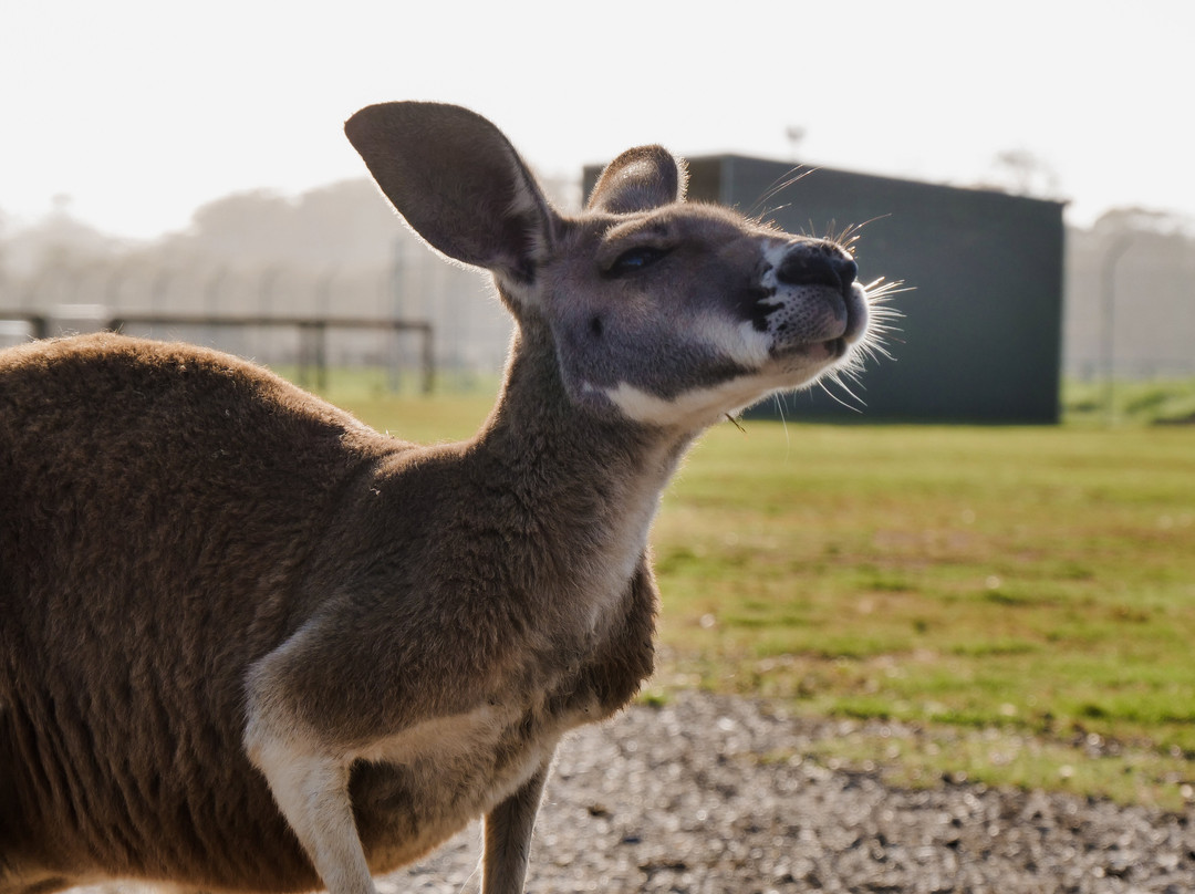 Oakvale Wildlife Park景点图片