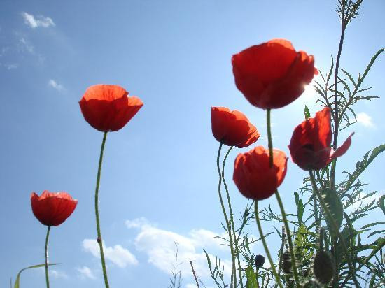 Hotel Zum Hirsch主图