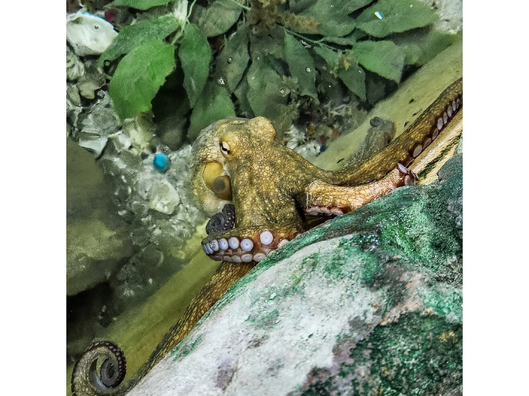 The Shark Lab-莫塞尔贝必去景点