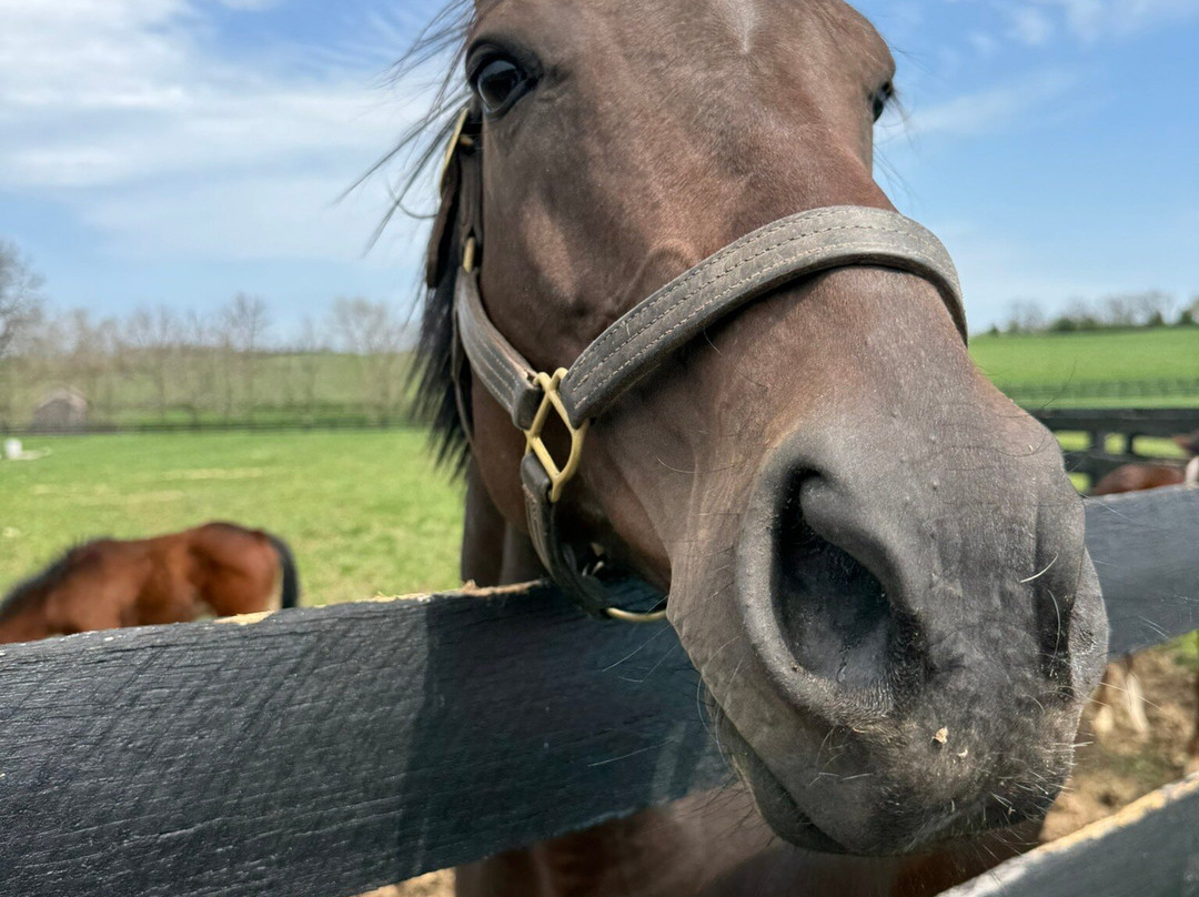 WinStar Farm-Versailles必去景点