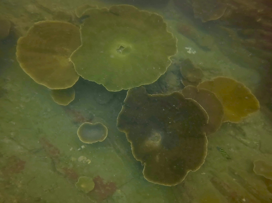 兰卡威水肺潜水中心-珍南海滩必去景点