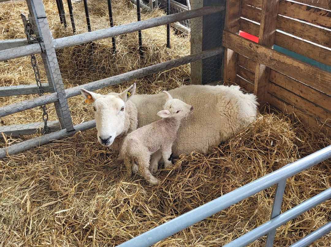 Kilmacolm Farm Tours-Cairncurran必去景点