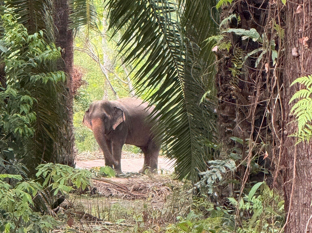 Krabi Elephant House Sanctuary景点图片