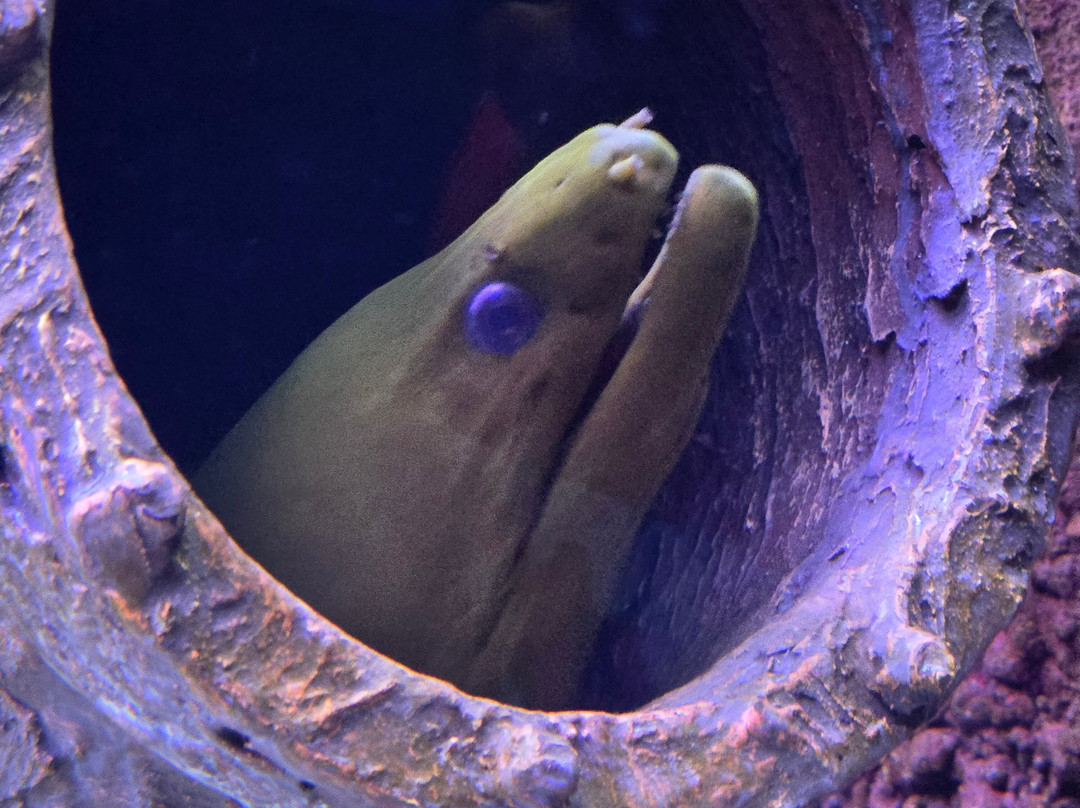 Daytona Aquarium & Rainforest Adventure-代托纳比奇必去景点